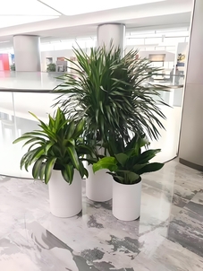 宁波奉化花木出租价格